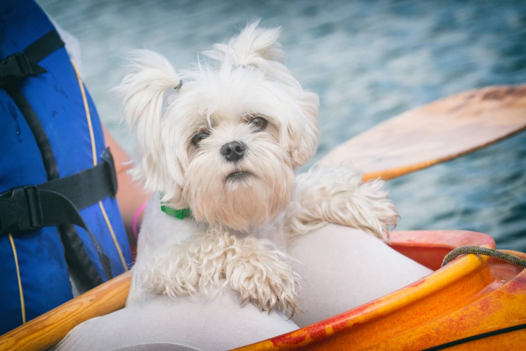 dog in kayak