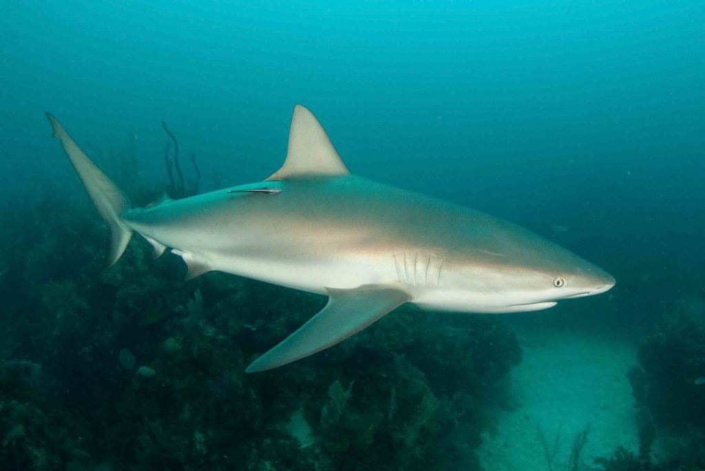 shark under water